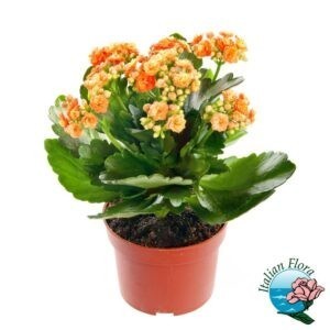 kalanchoe