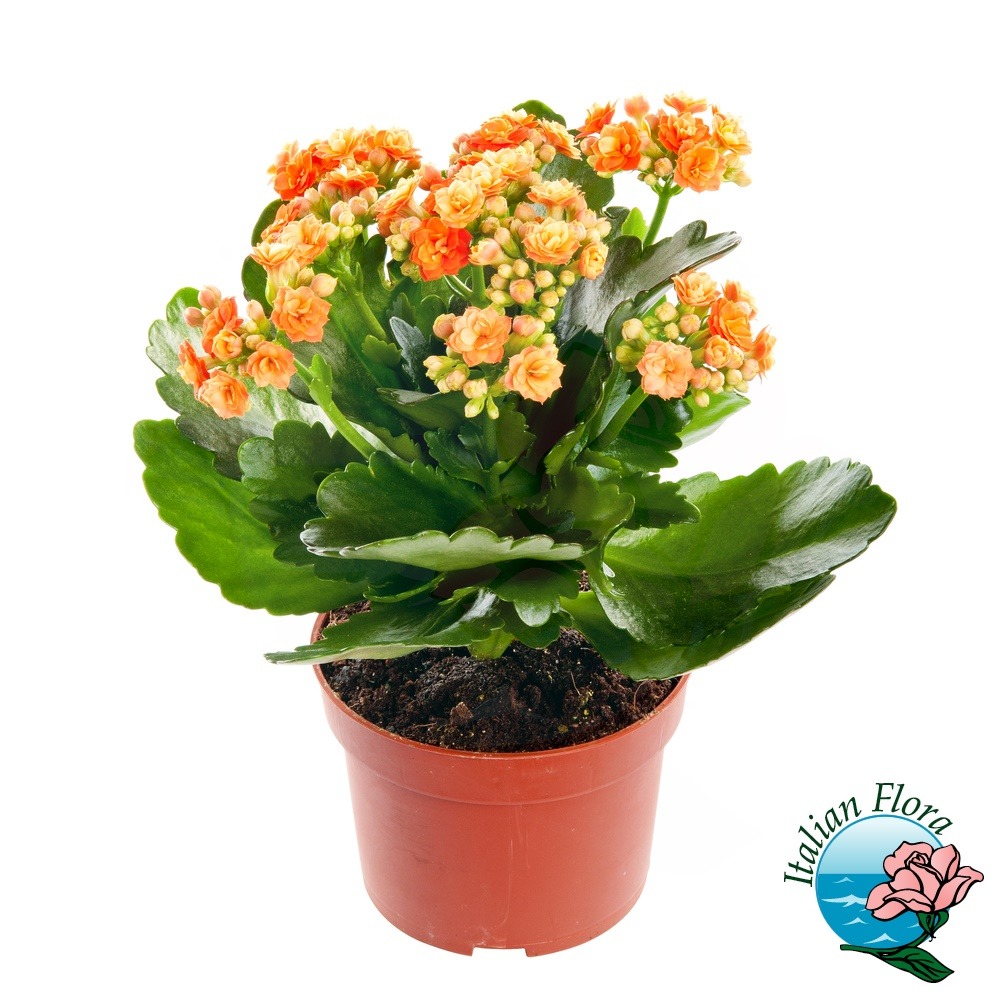 kalanchoe