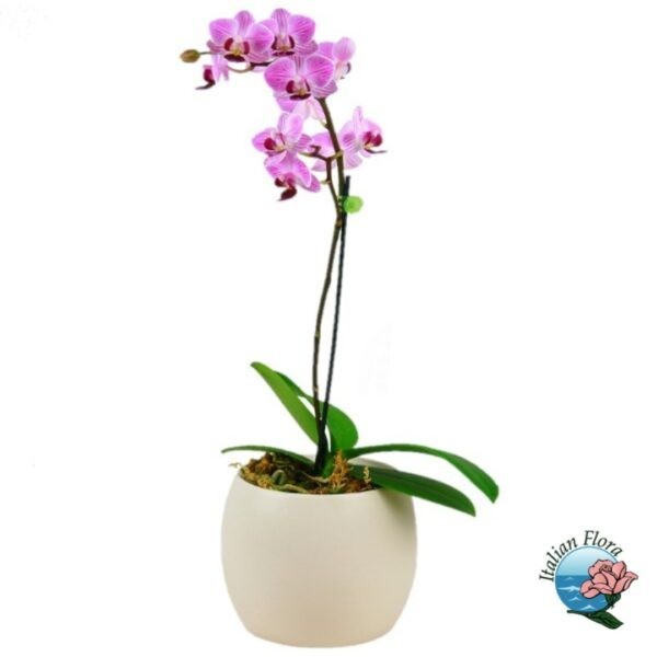 Pianta di orchidea rosa