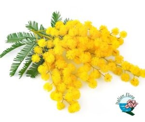 vendita mimose online