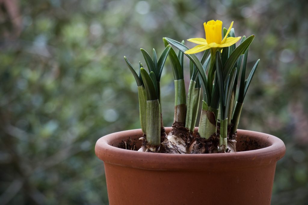 Come E Quando Piantare I Bulbi Da Fiore | Fiori Da Bulbo