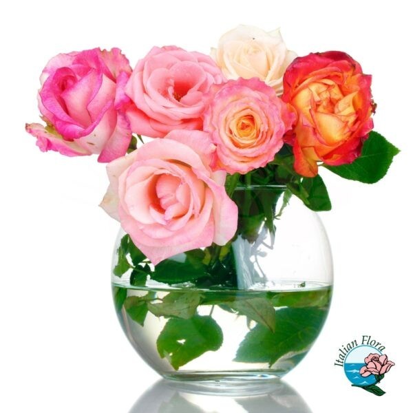 Bouquet di 7 rose colorate in vaso